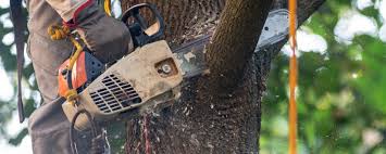 Reliable Denton, MD  Tree Services Solutions