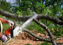 How Our Tree Care Process Works  in  Denton, MD