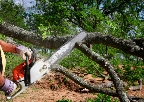 Best Leaf Removal  in Denton, MD